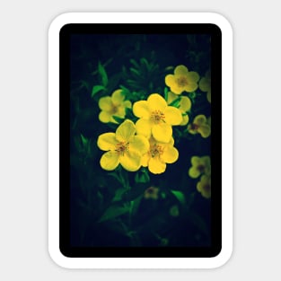 Yellow Potentilla Blossoms Sticker